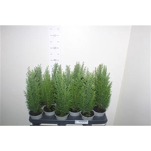 Chamaecyparis Lawsoniana 'ellwoodii'