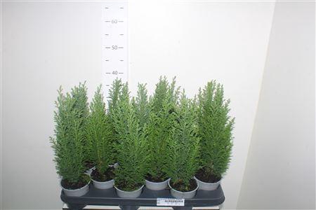 <h4>Chamaecyparis Lawsoniana 'ellwoodii'</h4>