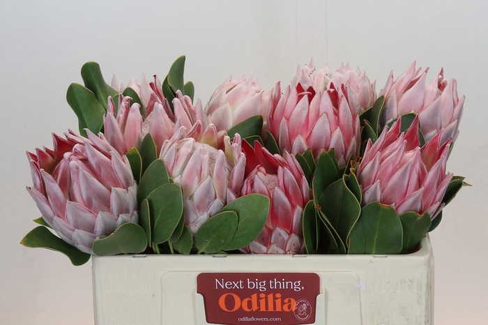 <h4>Protea Cynaroides</h4>
