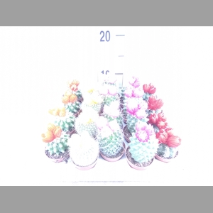 Cactus   ...decorated