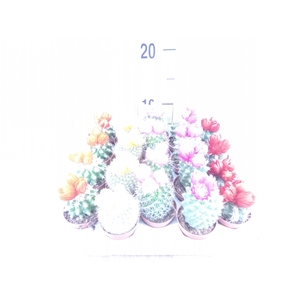 Cactus   ...decorated