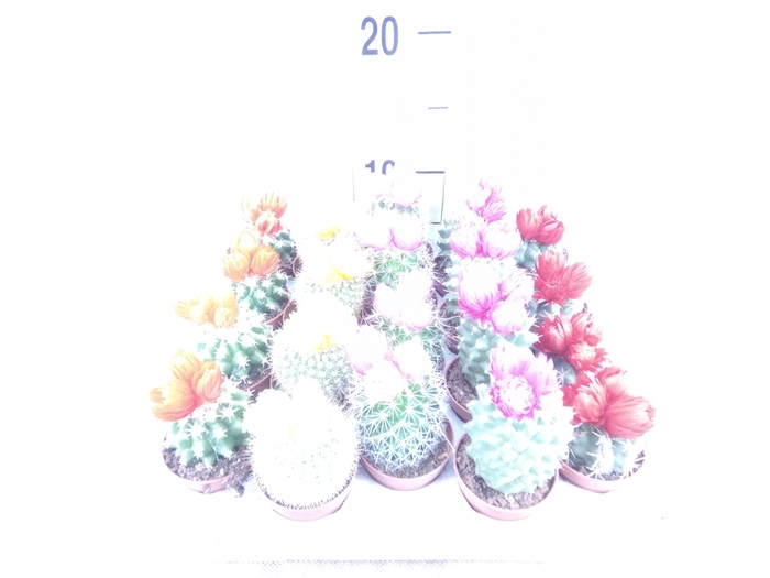 <h4>Cactus   ...decorated</h4>