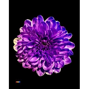Chr T Altaj Violet