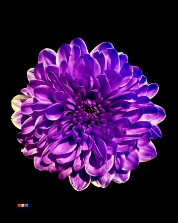<h4>Chr T Altaj Violet</h4>