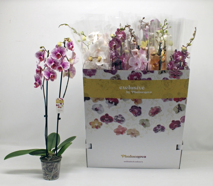 <h4>PHAL GEM 10 KL</h4>