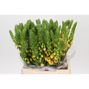 Ornithogalum dubium Splash Star