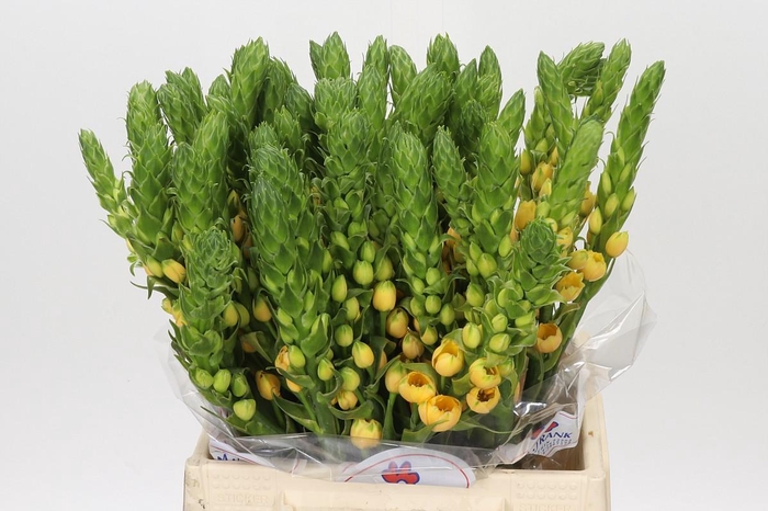 <h4>Ornithogalum dubium Splash Star</h4>