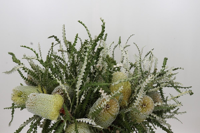 Banksia Speciosa