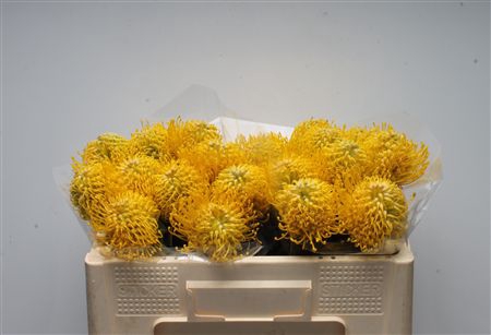 <h4>Leuco Ayoba Yellow</h4>