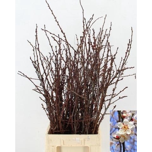 ABRIKOZENBLOESEM PER BUNCH