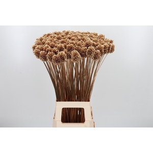 Allium Sphaero Kl Bh Antiek Goud