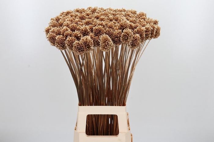 <h4>Allium Sphaero Kl Bh Antiek Goud</h4>