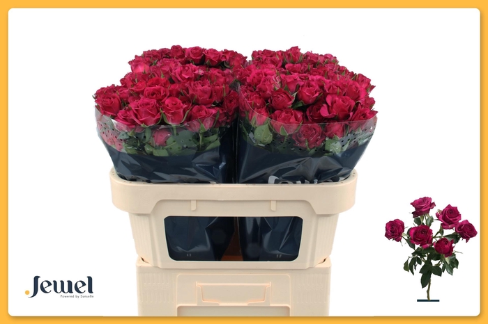 <h4>R TR CHEYENNE</h4>