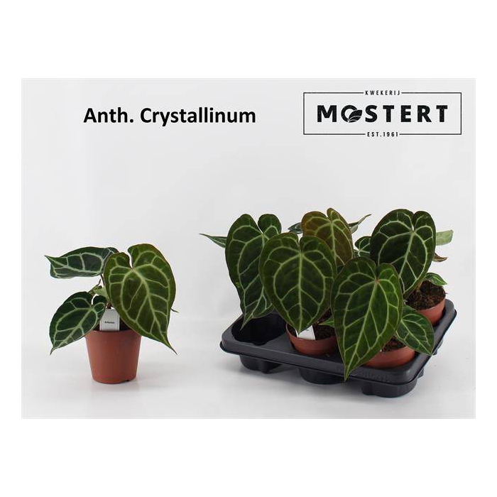 <h4>Anthurium Crystallinum 12Ø 20cm</h4>