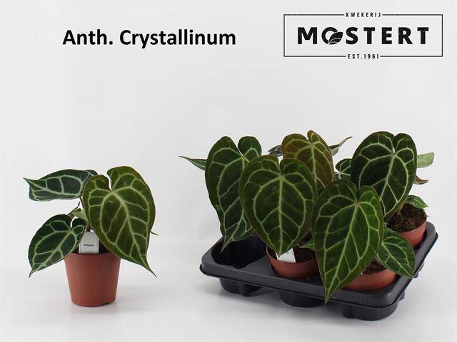 Anthurium Crystallinum 12Ø 20cm