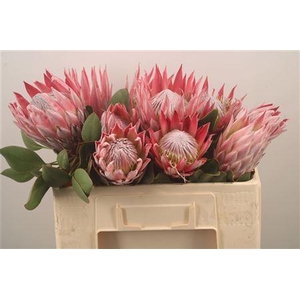 Protea Cynariodes Pink