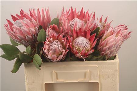 <h4>Protea Cynariodes Pink</h4>