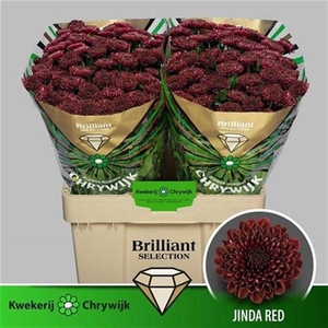 Chr S Jinda Red Brilliant