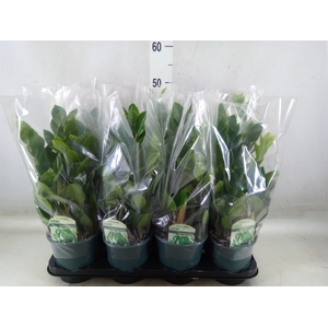 Zamioculcas zamiifolia