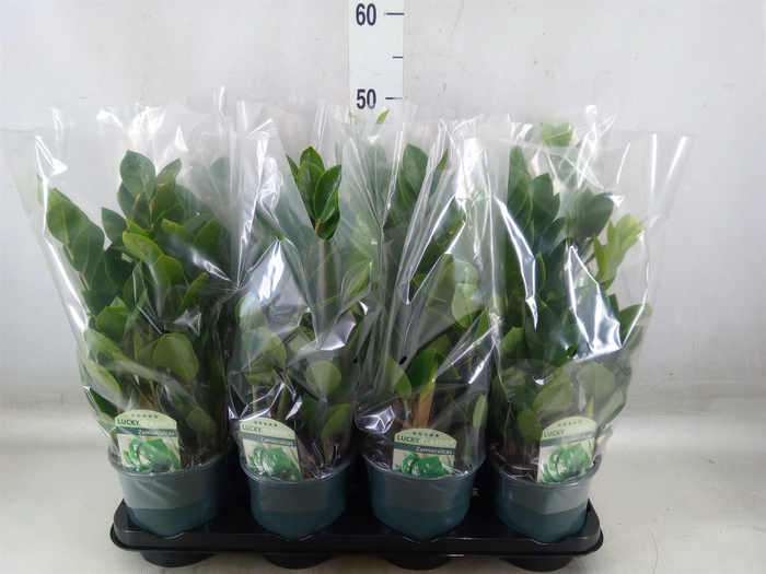 <h4>Zamioculcas zamiifolia</h4>
