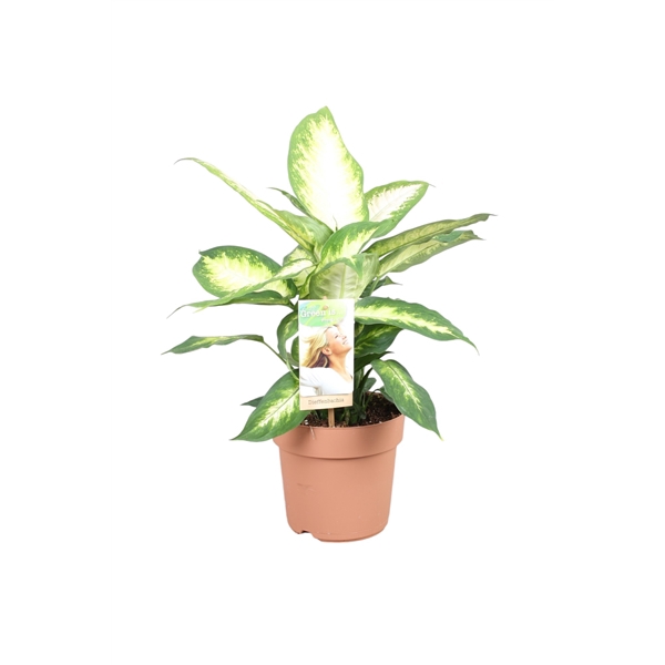 <h4>Dieffenbachia Camilla</h4>