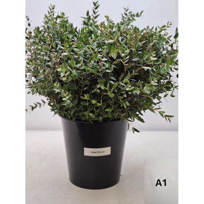<h4>EUC PARVIFOLIA PER STEEL-IT-</h4>
