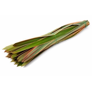 Phormium tenax 'Variegatum'