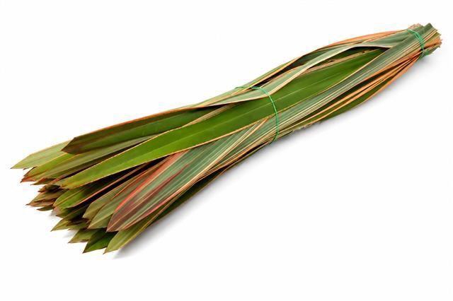<h4>Phormium tenax 'Variegatum'</h4>