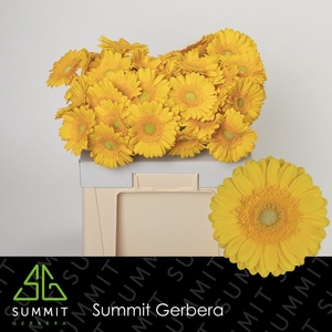 Gerbera Captiva Water