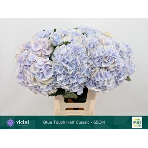 HYDRANGEA  'MY BEAU PINKTOUCH' CL