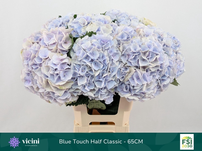 <h4>HYDRANGEA  'MY BEAU PINKTOUCH' CL</h4>