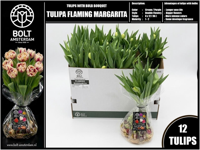 <h4>TU DU FLAMING MARGAR</h4>