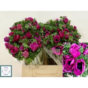 ANEM CO MIS + FUCSIA