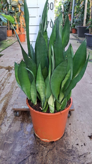 <h4>Sansevieria Moonshine</h4>