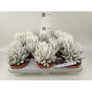 Senecio   ...