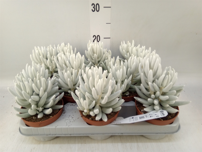 <h4>Senecio   ...</h4>