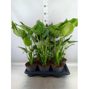 Alocasia cucullata