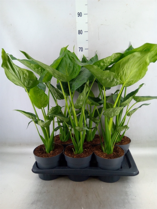 <h4>Alocasia cucullata</h4>