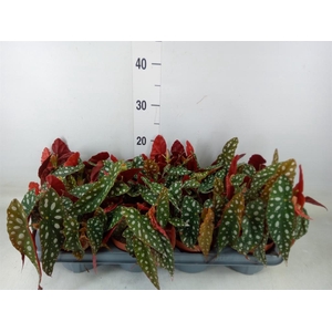 Begonia BD pseudol. 'Silver Spot'