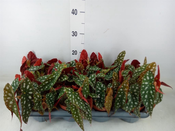 <h4>Begonia BD pseudol. 'Silver Spot'</h4>