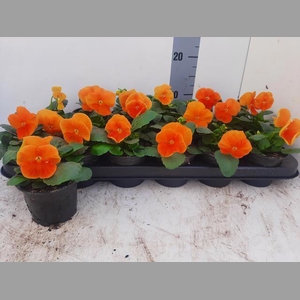 VIO WI DEL PUR D ORA