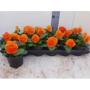 VIO WI DEL PUR D ORA