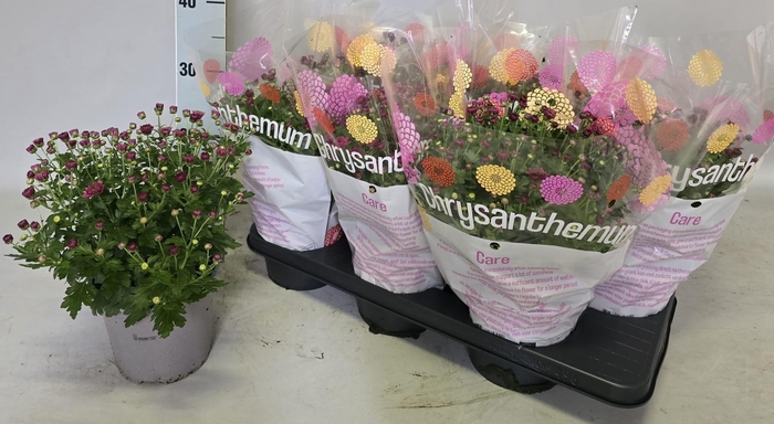 <h4>CHRYS GARDEN MUMS GM</h4>