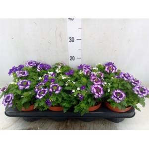 Verbena   ...mix in pot