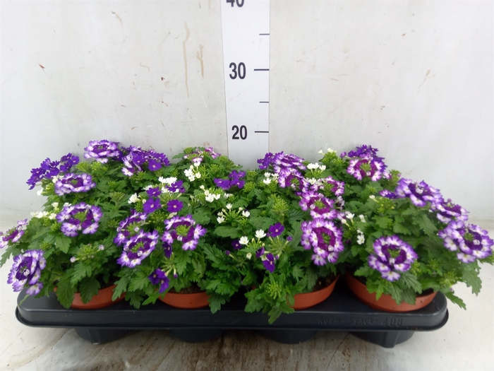 <h4>Verbena   ...mix in pot</h4>