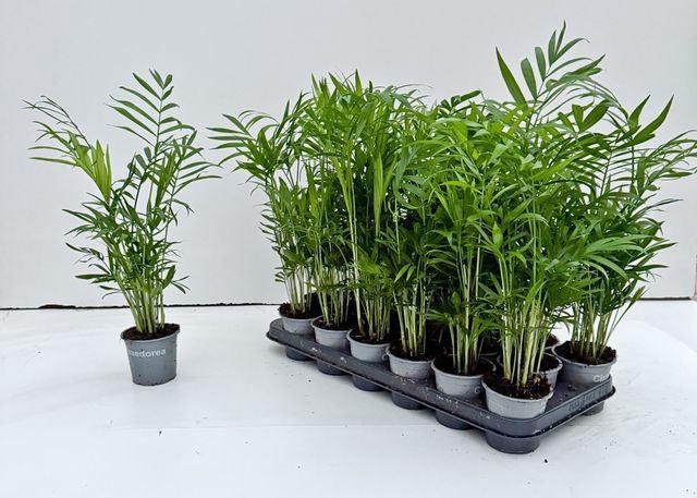 <h4>Chamaedorea elegans</h4>