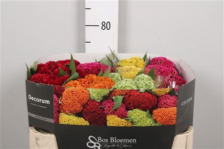 <h4>Cel C Act Gem Fust</h4>