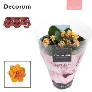 Kalanchoe Decorum TENDER - Serenity Gold