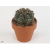 Gymnocalycium Baldianum