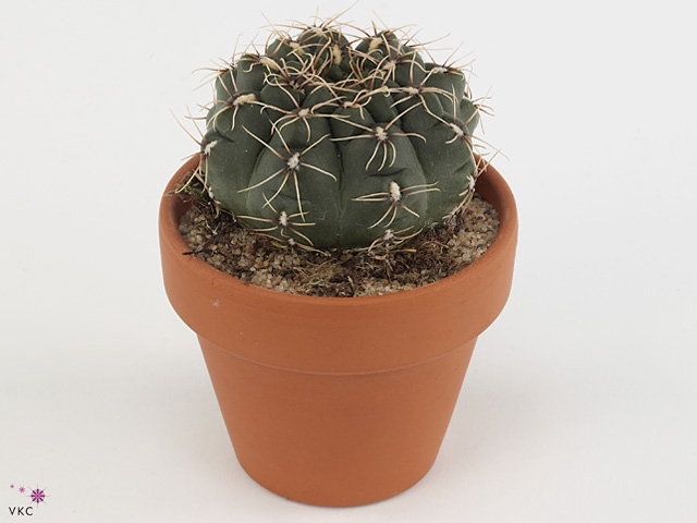 Gymnocalycium Baldianum